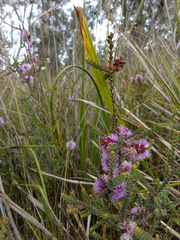 Melaleuca gibbosa, photograph author not stated, no rights reserved