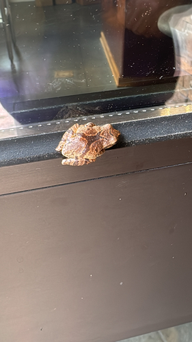 Spring Peeper