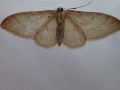 Idaea deversaria