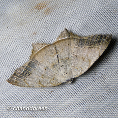 Oxymacaria temeraria