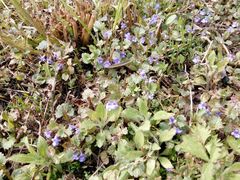 Glechoma hederacea