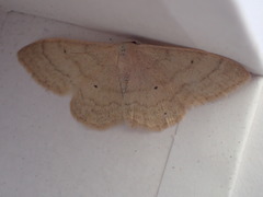 Idaea deversaria