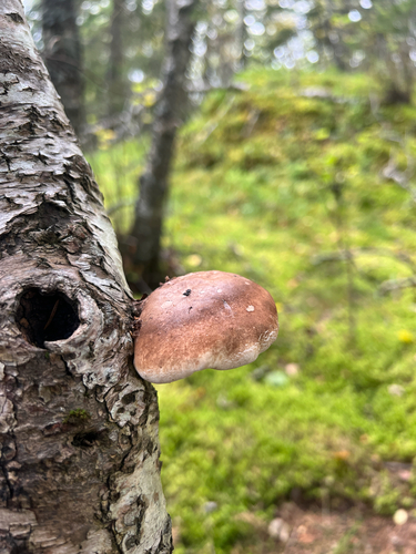 birch polypore