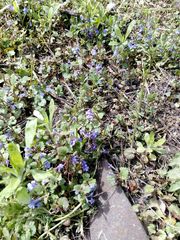 Glechoma hederacea