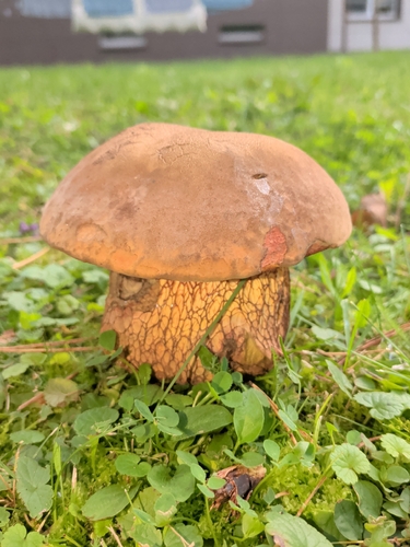 Lurid Bolete
