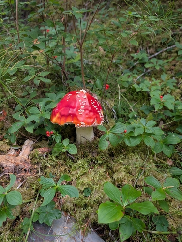 Fly Agaric