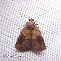 Hydrillodes abavalis