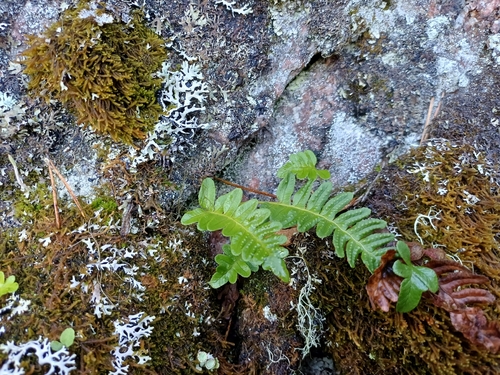 common polypody