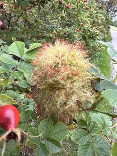 Mossy Rose Gall Wasp