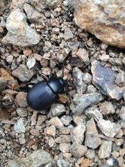 Timarcha tenebricosa
