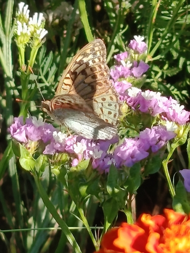 Cardinal Butterfly