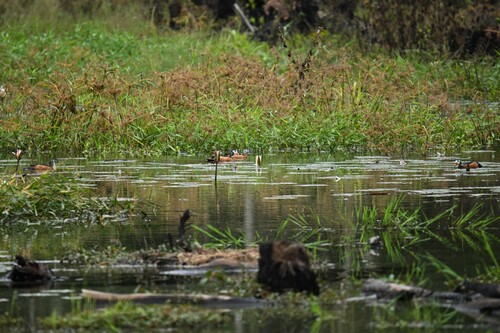 iNaturalist image