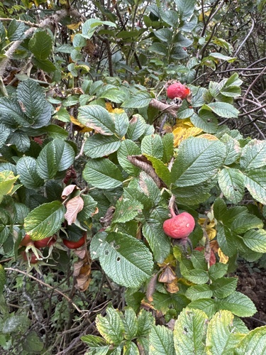 rugosa rose
