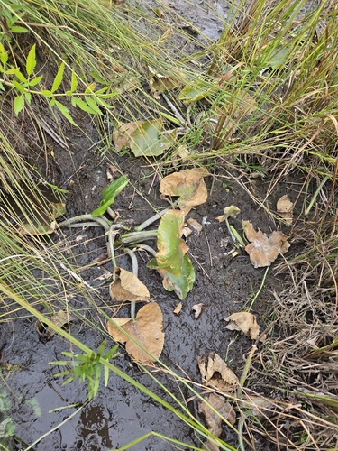 Nuphar polysepala, photograph 3