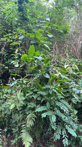 American pokeweed