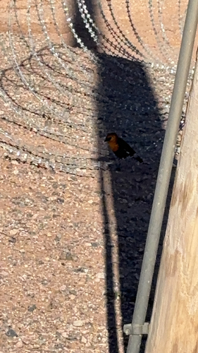 Yellow-headed Blackbird