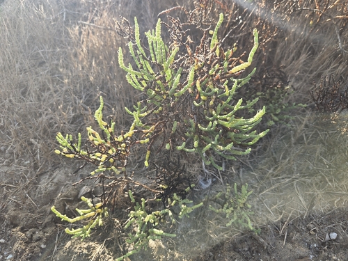 iNaturalist observation photo of Parish's glasswort