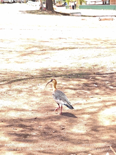 Buff-necked Ibis