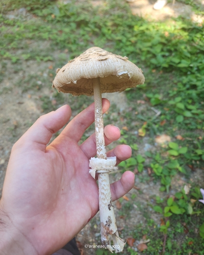 Parasol