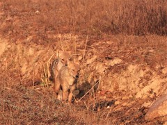 Canis aureus indicus