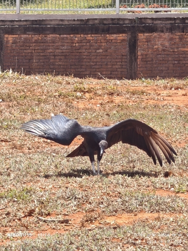 Black Vulture
