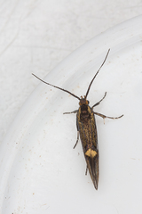 Esperia sulphurella