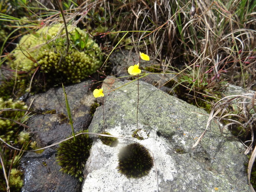 Utricularia troupinii