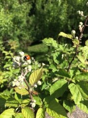 Coccinella septempunctata