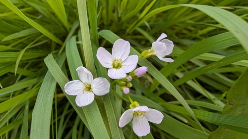 Cardamine pratensis