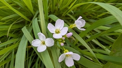 Cardamine pratensis