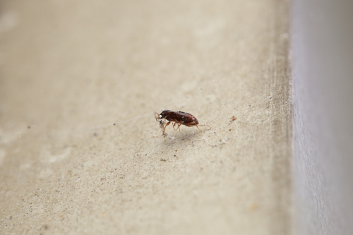 Elaphropus