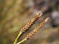 Diphasiastrum thyoides