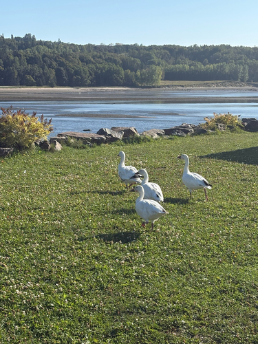 Snow Goose