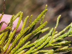 Diphasiastrum thyoides