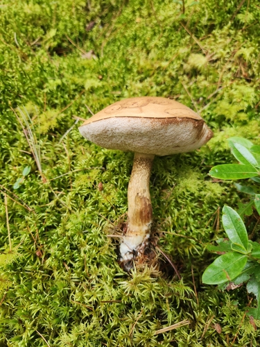 Bitter Bolete