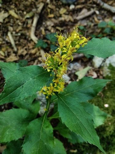 European goldenrod