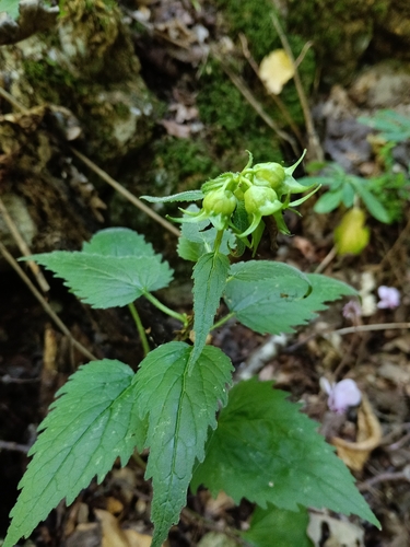 Nettle-leaved Bellflower
