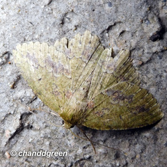 Herochroma viridaria