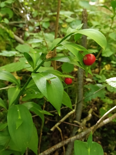 mouse thorn