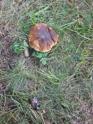 King Bolete