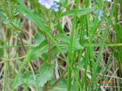Veronica austriaca