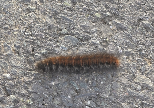 Fox Moth