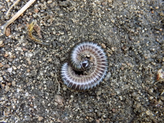 Rossiulus kessleri