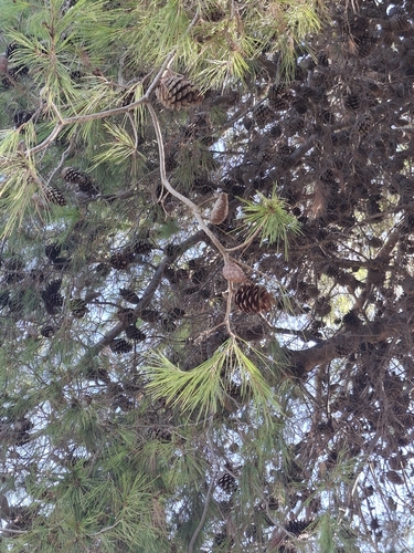 Aleppo pine