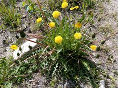 Taraxacum officinale
