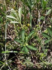 Potentilla thuringiaca