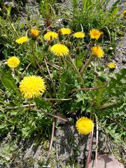 Taraxacum officinale