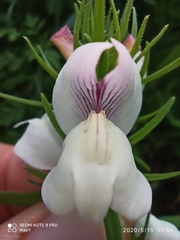 Misopates calycinum