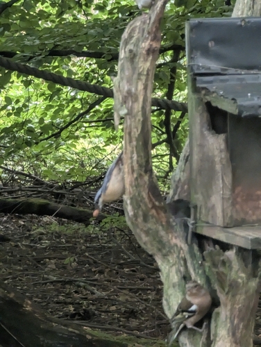Eurasian Nuthatch