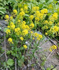 Barbarea vulgaris